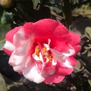 Meet your Posher, Mae